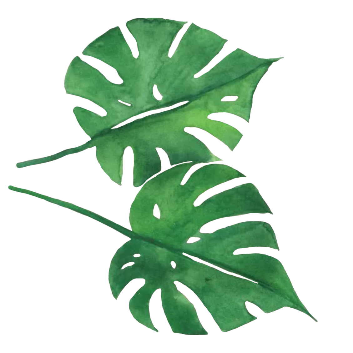 Leaf 1