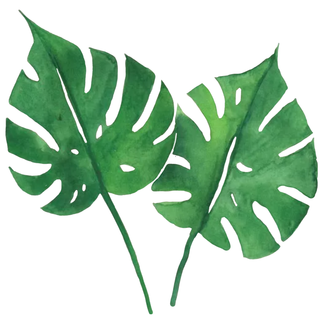 Leaf 5